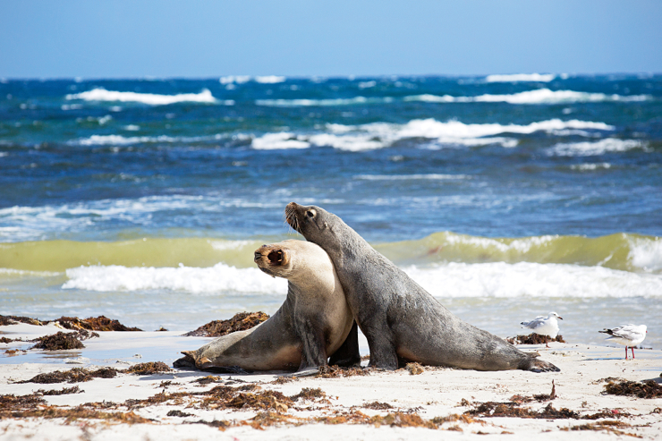 Seal Bay Kangaroo Island South Australia