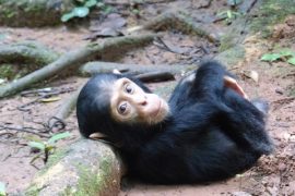 Mahale Chimp Trekking – Mahale National Park, Tanzania