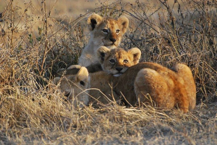 Lion Cubs and Cheetah Sightings - Epic Private Journeys