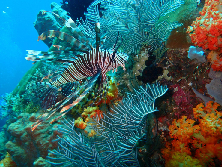 Underwater Indonesia - Epic Diving