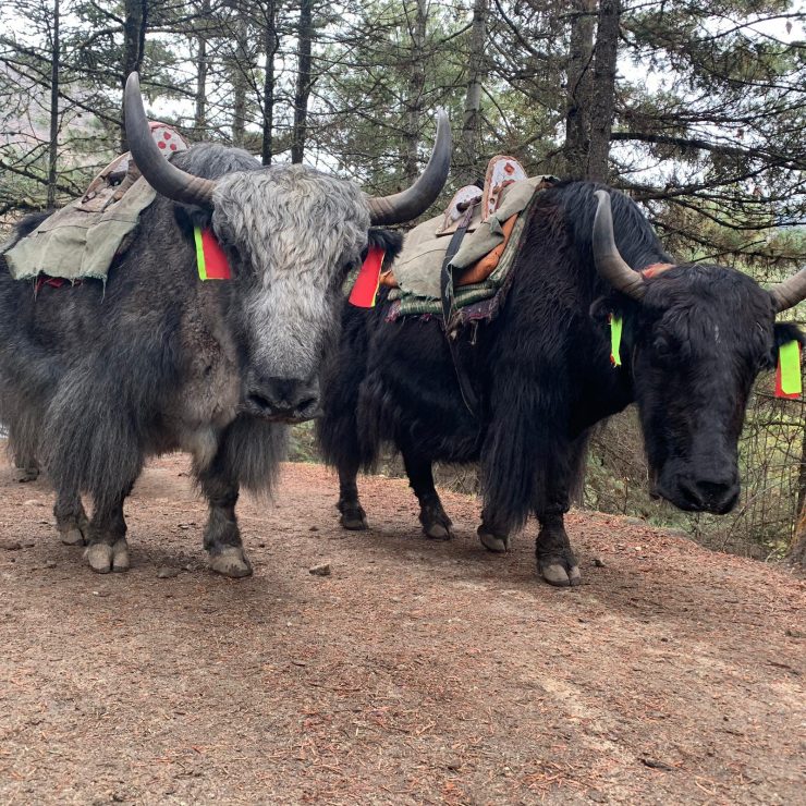 Yaks on the roads to Deboche - EBC Trek 2019